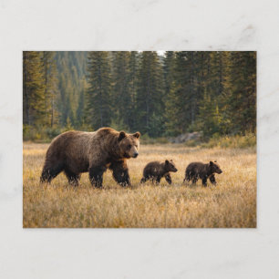 Carte Postale Faune Ours Grizzly Et Oursons