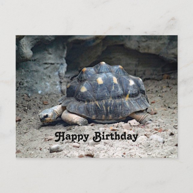 Carte Postale Faune Tortoise Reptile Photo Anniversaire (Devant)