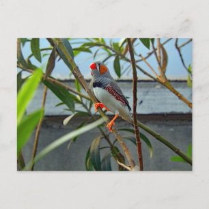 Carte Postale Faune Zebra Finch Photo