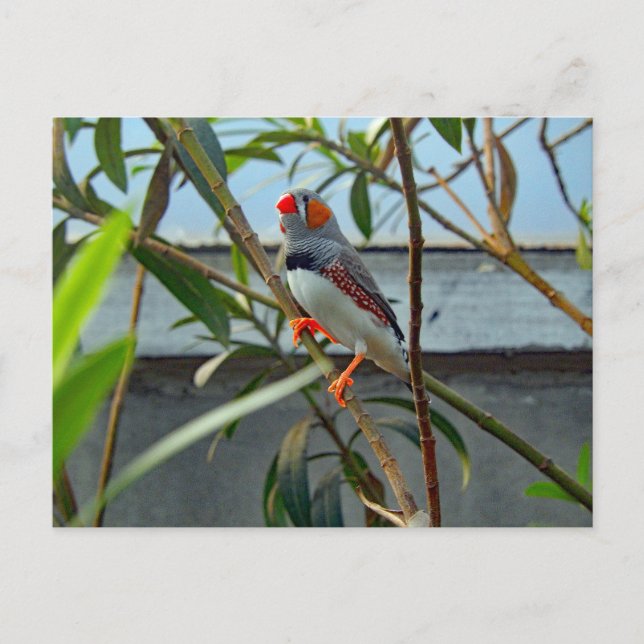 Carte Postale Faune Zebra Finch Photo (Devant)
