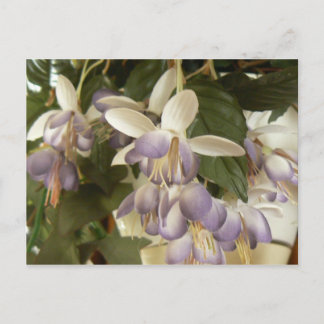 Carte Postale Faux Fuschia