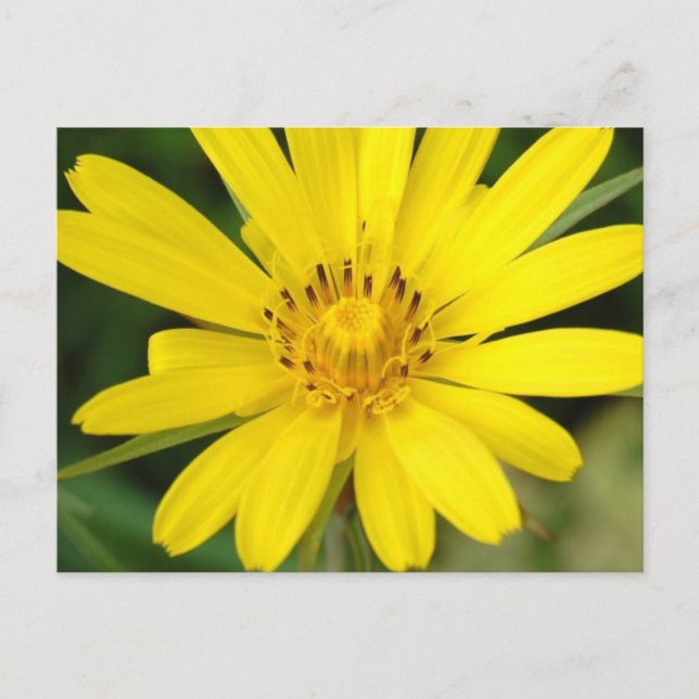 Carte postale Faux tournesol (Devant)