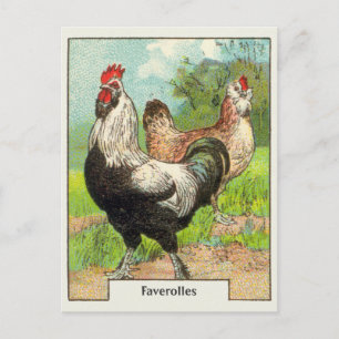 Carte Postale Faverolles vintages Poulet