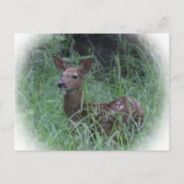 Carte Postale Fawn (Devant)