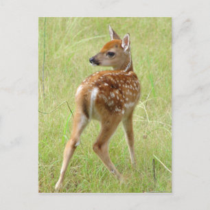 Carte postale Fawn de cerf blanc 6