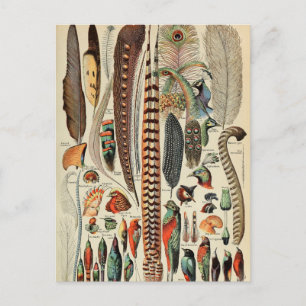 Carte Postale Feather Bird Wildlife Plumes d'antiquités