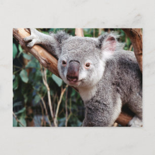 Carte Postale Featherdale Wildlife Park, Koalas