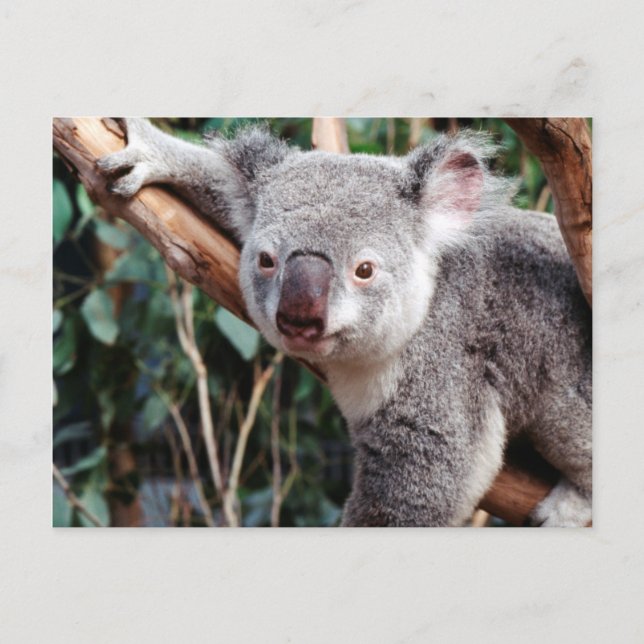 Carte Postale Featherdale Wildlife Park, Koalas (Devant)