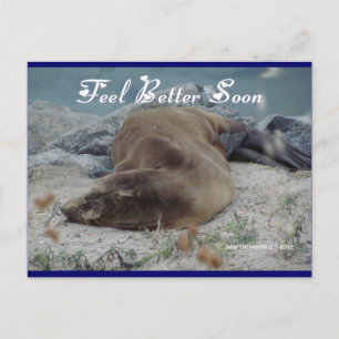 Carte Postale Feel Better Soon (Sea Lion) - Postcard