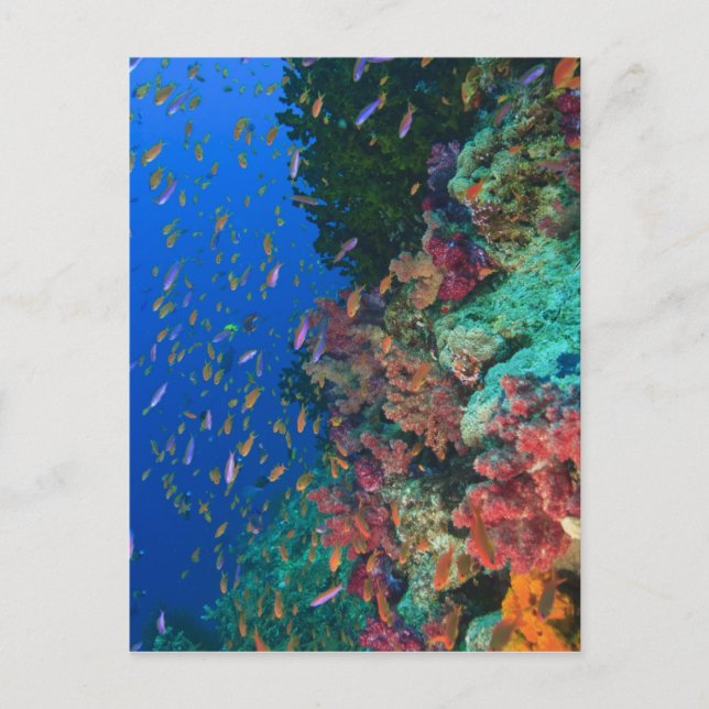 Carte Postale Fées basslets en banc (Pseudanthias (Devant)