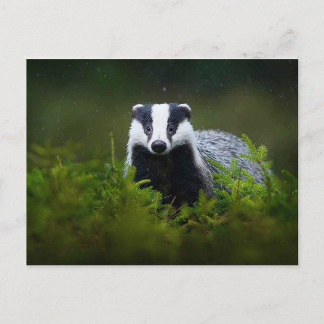 Carte Postale Feisty Badger (Devant)