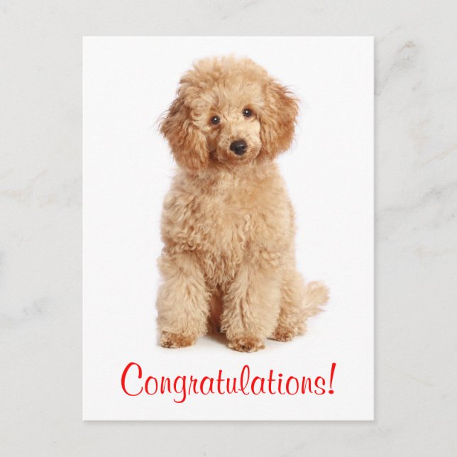 Carte Postale Félicitations Apricot Poodle Chien Chien Poiche Ca (Devant)