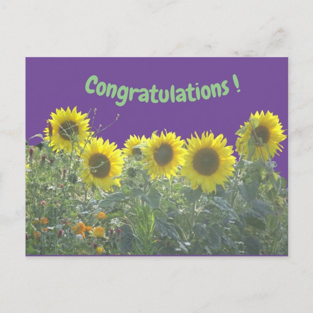 Carte postale Félicitations aux tournesols (Devant)