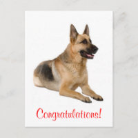 Carte postale félicitations chiot berger allemand
