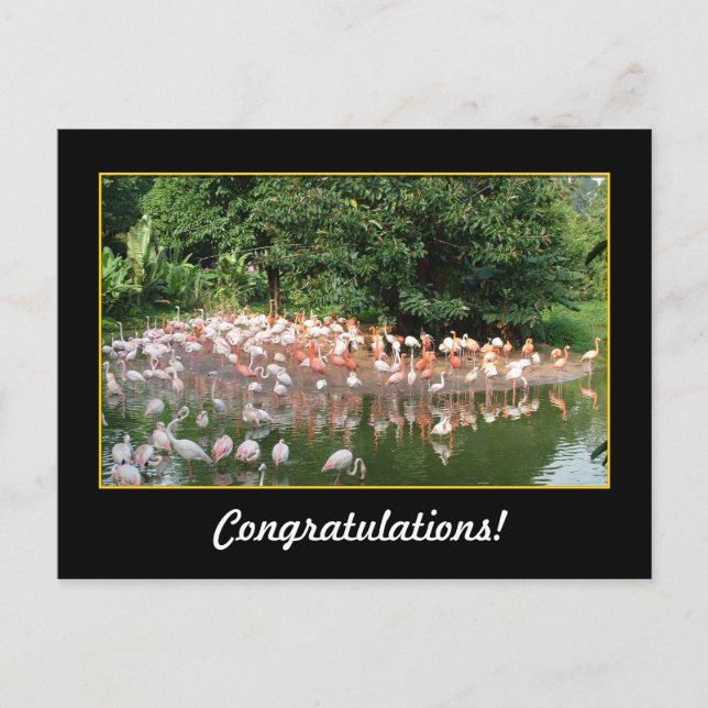 Carte Postale félicitations, flamants roses (Devant)
