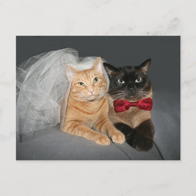 Carte Postale Feline mariée et mariée (Devant)