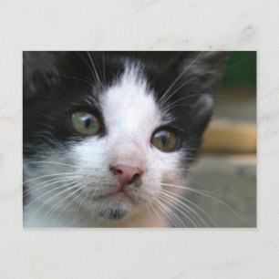 Carte Postale Felis silvestris catus