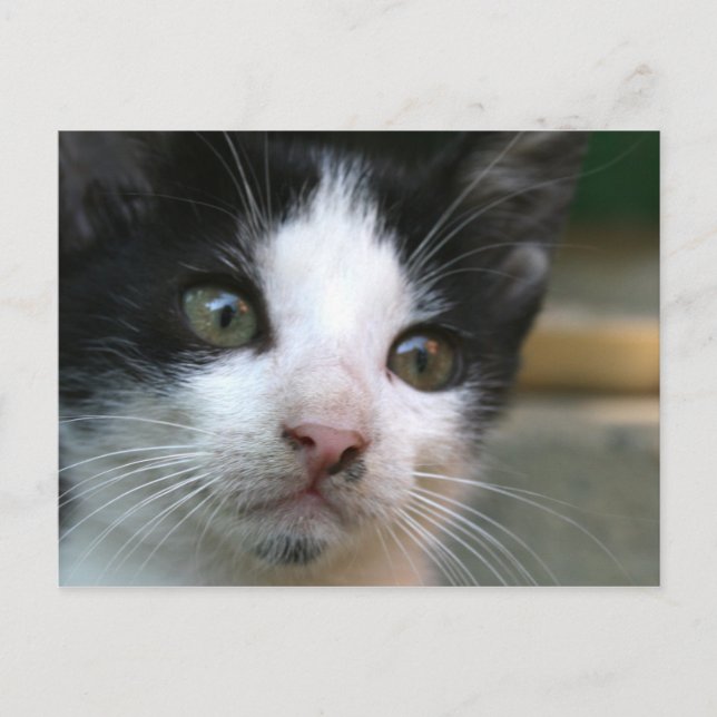 Carte Postale Felis silvestris catus (Devant)