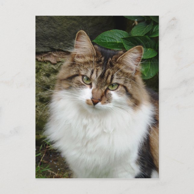 Carte Postale Felix en mode réfléchi (Devant)