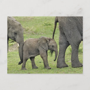 Carte Postale Female African Elephant with baby, Loxodonta 3