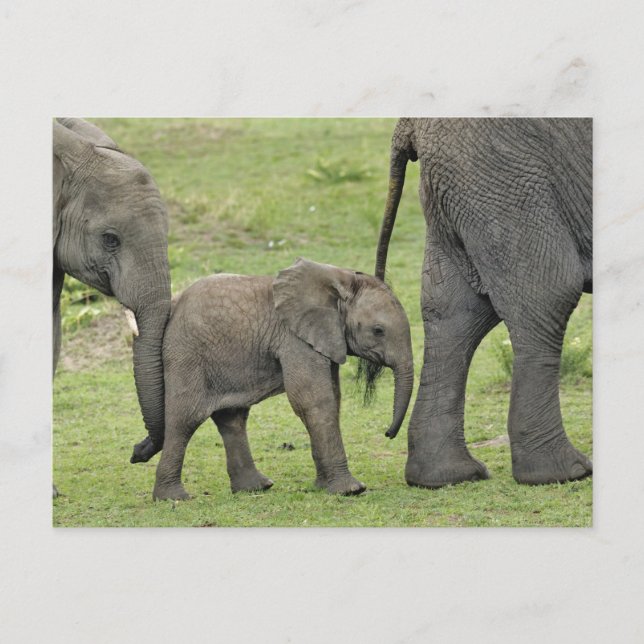 Carte Postale Female African Elephant with baby, Loxodonta 3 (Devant)