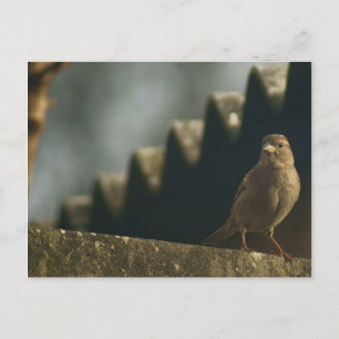 Carte Postale Female House Sparrow