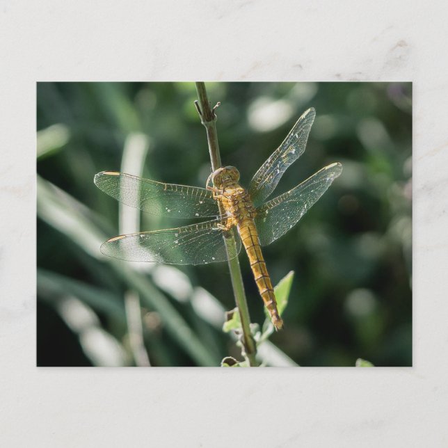 Carte Postale Female Keeled Skimmer Dragonfly (Devant)