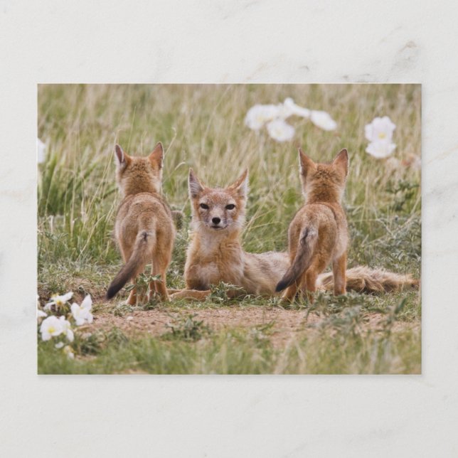 Carte Postale Femelle du renard véloce (Vulpes velox) jeune à (Devant)