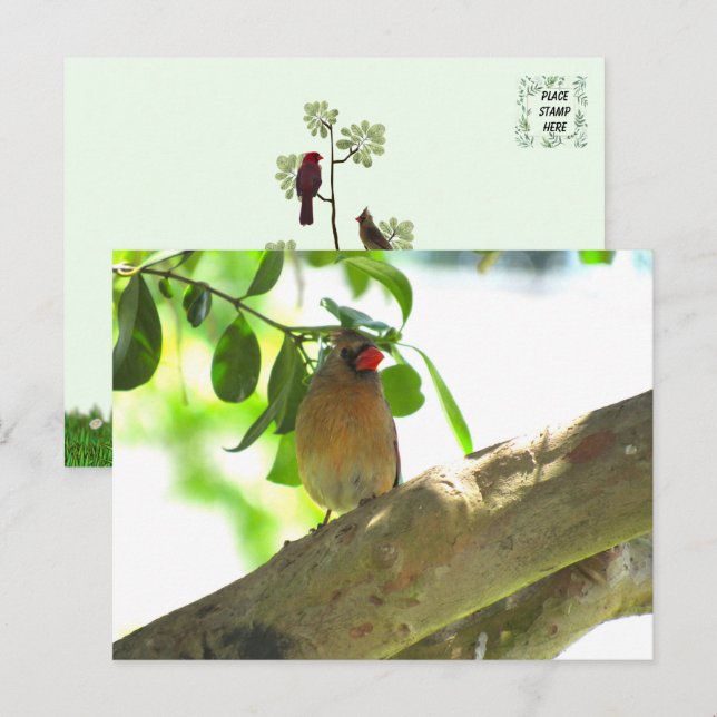 Carte Postale Femme Cardinal Jardin Bird (Devant / Derrière)