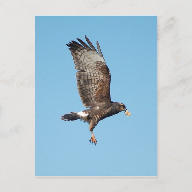 Carte Postale Femme Everglades Kite (Devant)