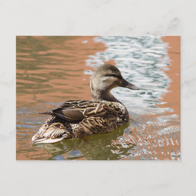 Carte Postale Femme Mallard (Devant)