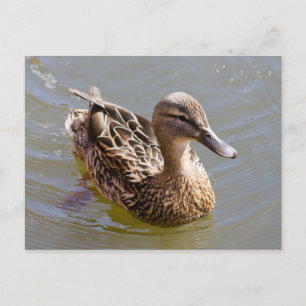 Carte Postale Femme Mallard