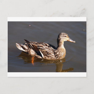 Carte Postale Femme Mallard Duck