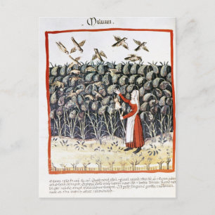 Carte Postale Femme qui protège sa culture de millet