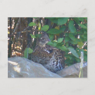 Carte postale Femme Ruffed Grouse