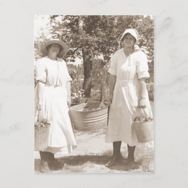 Carte Postale Femmes qui ramassent des pommes (Devant)