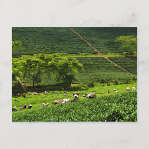 Carte Postale Femmes récoltant du thé 2