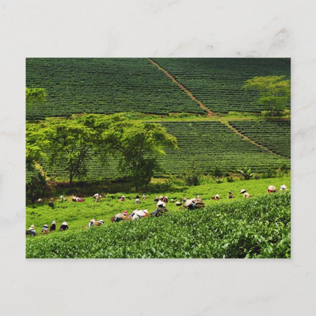Carte Postale Femmes récoltant du thé 2 (Devant)