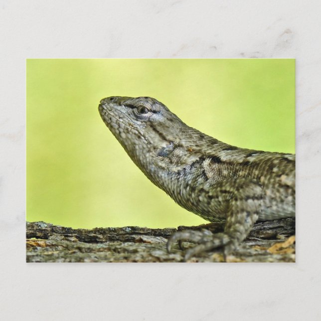 Carte postale Fence Lizard. (Devant)