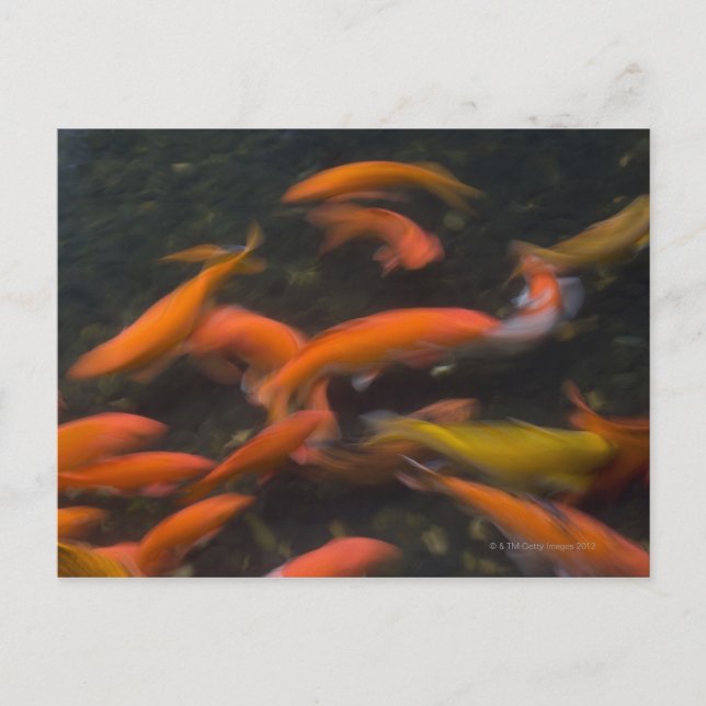 Carte Postale Feng Shui croire que les poissons koi apportent de (Devant)