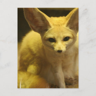 Carte postale Fennec Fox