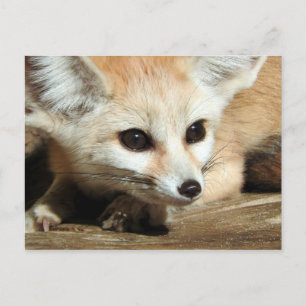 Carte Postale Fennec Fox