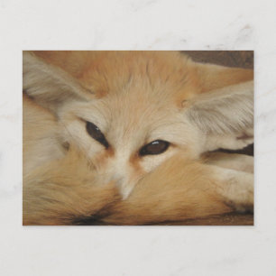 Carte postale Fennec Fox