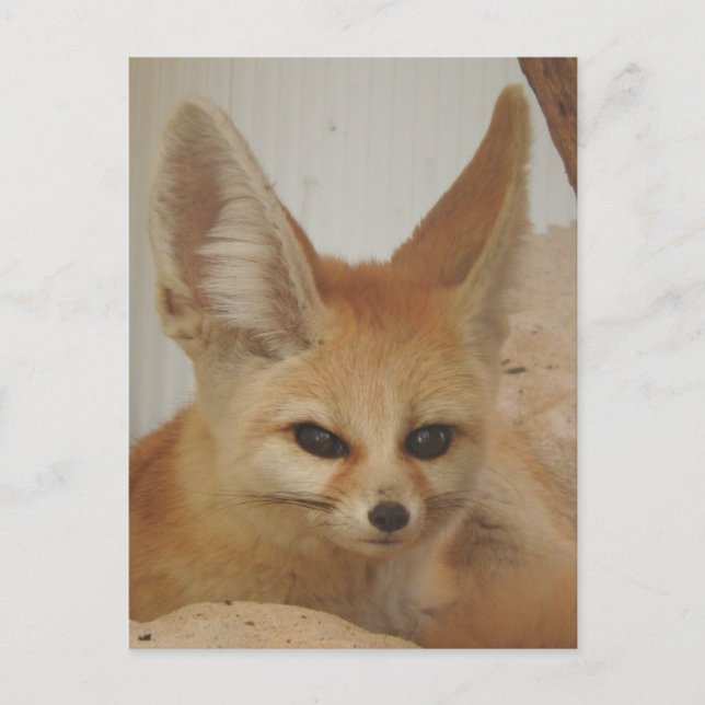 Carte Postale Fennec Fox (Devant)