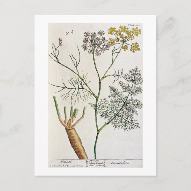 Carte Postale Fennel, assiette 288 de 'A Curious Herbal', publie (Devant)