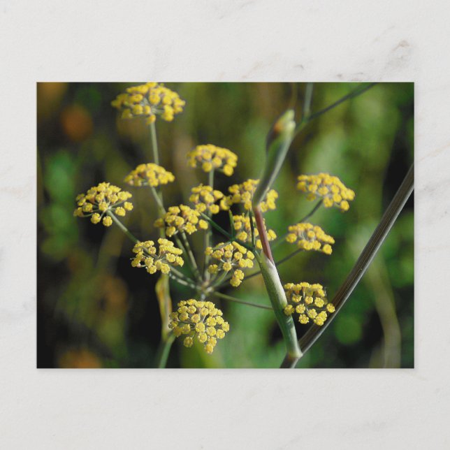 Carte Postale Fennel en floraison (Devant)