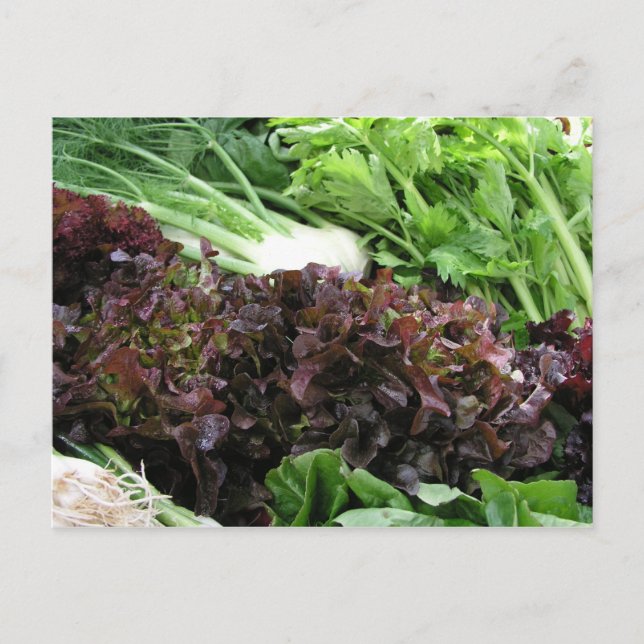 Carte Postale Fennel et laitue (Devant)