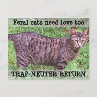 Carte Postale Feral Cats Besoin d'amour aussi - Tabby Cat