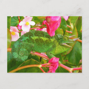 Carte Postale Feral Jackson's Chameleon sur Maui Island Hawaii