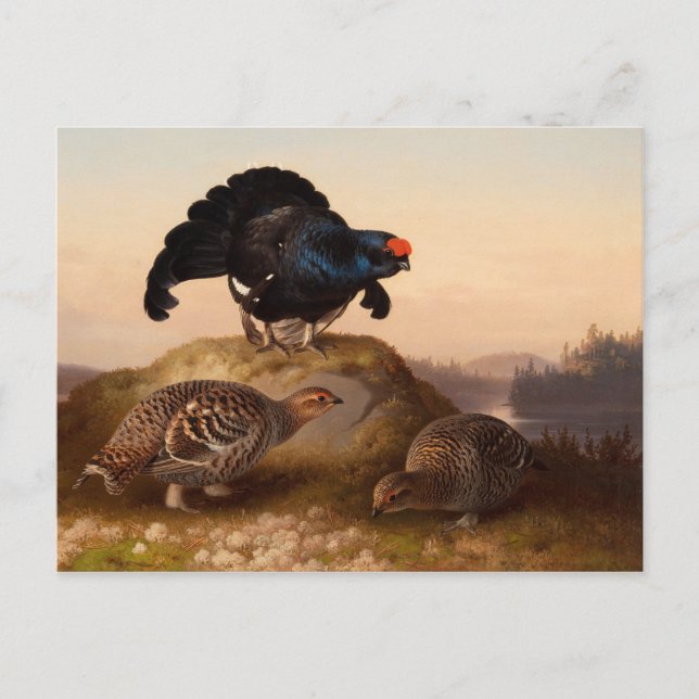 Carte Postale Ferdinand von Wright Blackgrouses CC0822 (Devant)